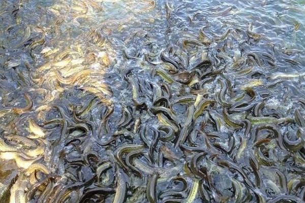 水泥池泥鳅高密度养殖技术,科学合理的饲料投喂很重要