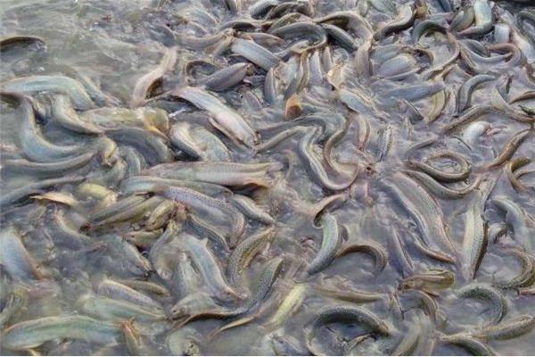 水泥池泥鳅高密度养殖技术,科学合理的饲料投喂很重要
