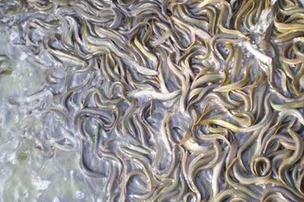 水泥池泥鳅高密度养殖技术,科学合理的饲料投喂很重要