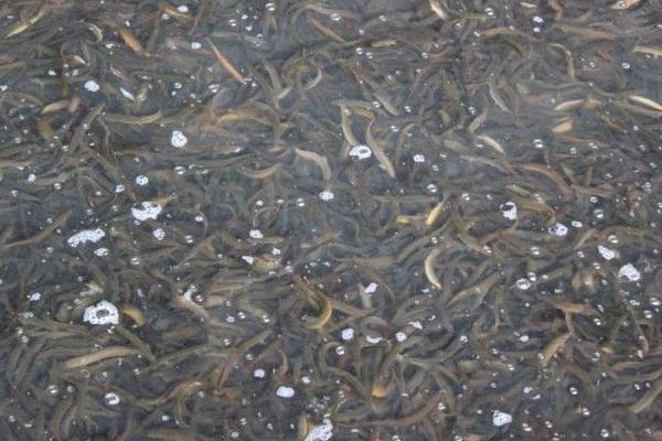 水泥池泥鳅高密度养殖技术,科学合理的饲料投喂很重要