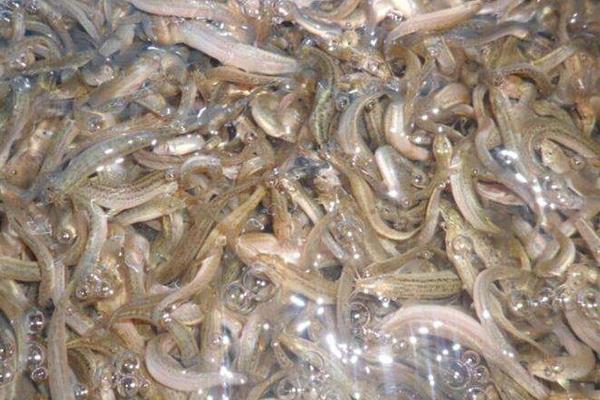 水泥池泥鳅高密度养殖技术,科学合理的饲料投喂很重要