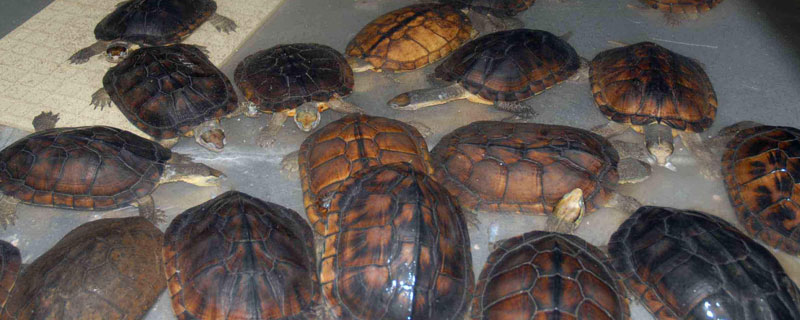 室内养殖项目有哪些?乌龟广受欢迎,黄粉虫市场需求大