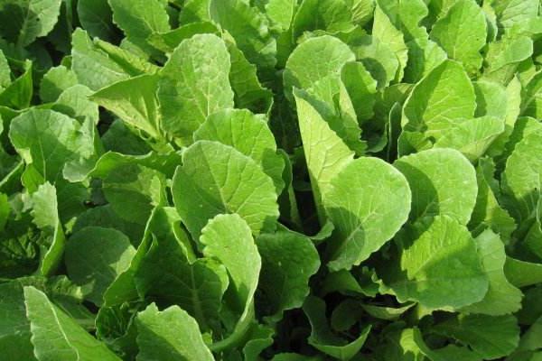 四季小白菜的种植方法,温度较高采用直播法,反之播种后再移栽