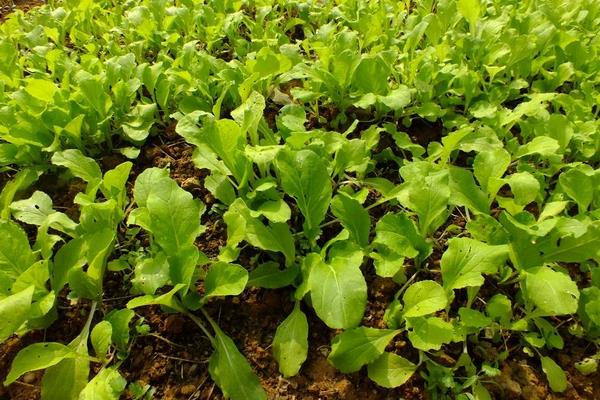 四季小白菜的种植方法,温度较高采用直播法,反之播种后再移栽