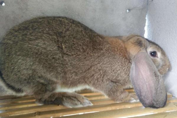 兔子养殖品种有哪些?看完终于知道怎么选了