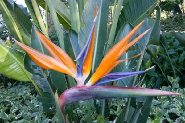 望鹤兰的养殖方法,喜光喜潮湿,花期适量追磷肥