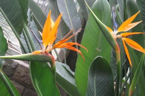 望鹤兰的养殖方法,喜光喜潮湿,花期适量追磷肥