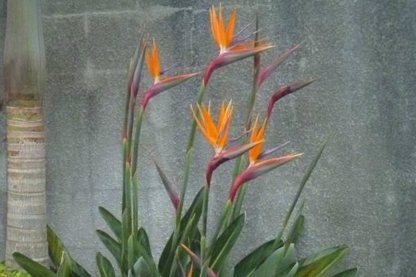 望鹤兰的养殖方法,喜光喜潮湿,花期适量追磷肥