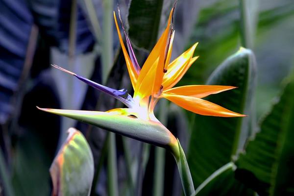 望鹤兰的养殖方法,喜光喜潮湿,花期适量追磷肥