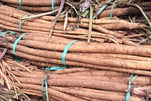 现在种植什么好?这几种中药材和果蔬前景好