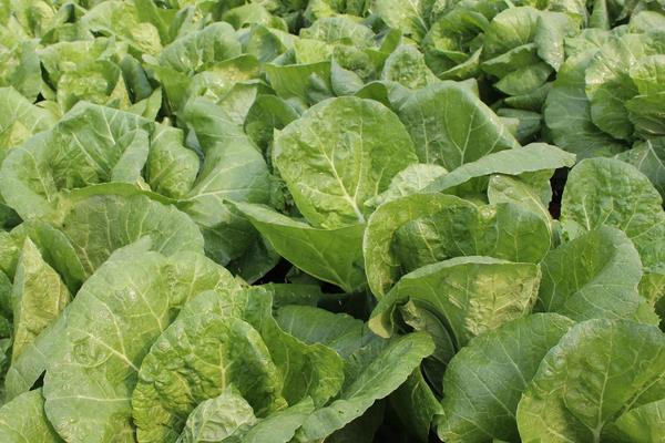 现在种植什么好?这几种中药材和果蔬前景好