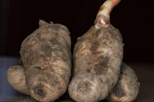 现在种植什么好?这几种中药材和果蔬前景好