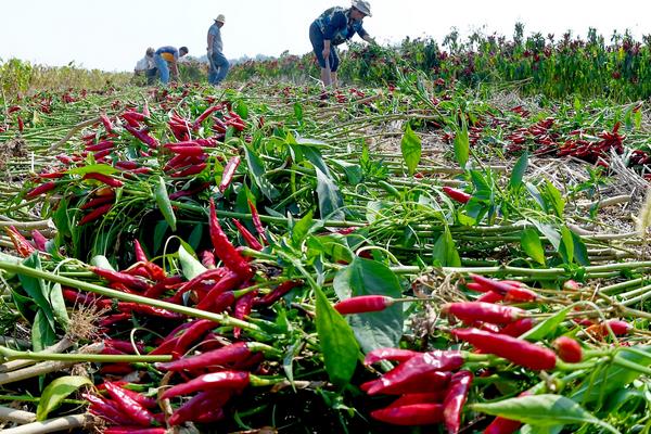 现在种植什么好?这几种中药材和果蔬前景好