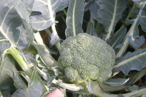 现在种植什么好?这几种中药材和果蔬前景好