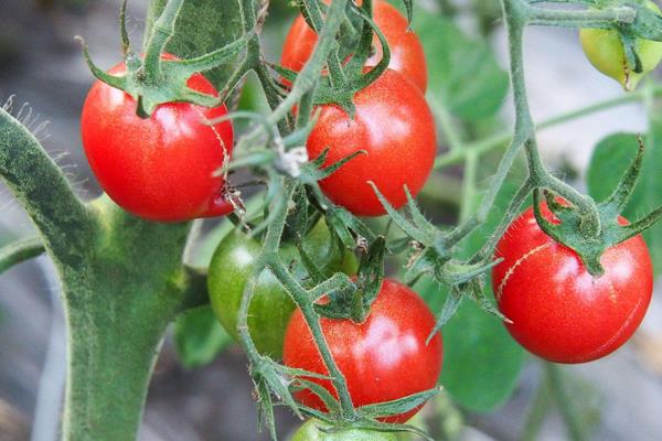 现在种植什么好?这几种中药材和果蔬前景好