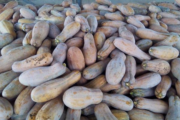 现在种植什么好?这几种中药材和果蔬前景好