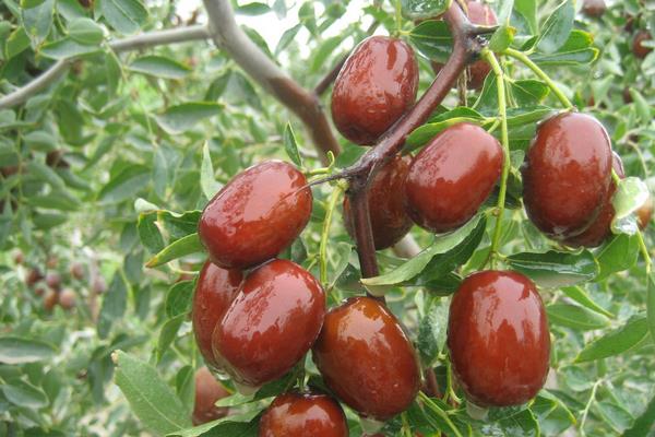 新疆特色种植品种有哪些?一年四季都有好吃的干鲜瓜果