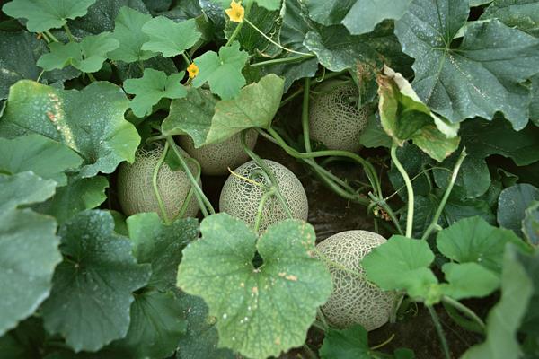 新疆特色种植品种有哪些?一年四季都有好吃的干鲜瓜果