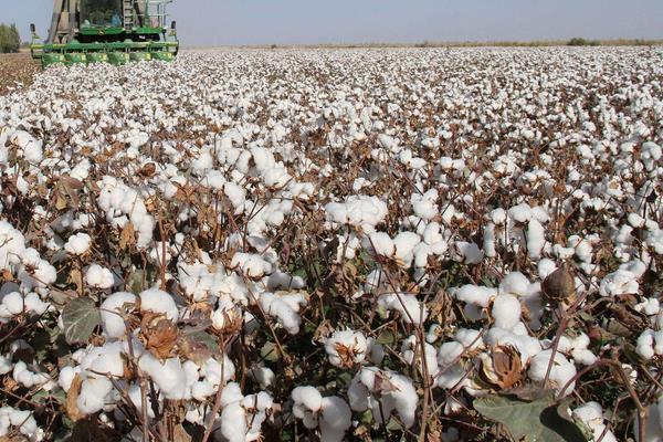 新疆特色种植品种有哪些?一年四季都有好吃的干鲜瓜果