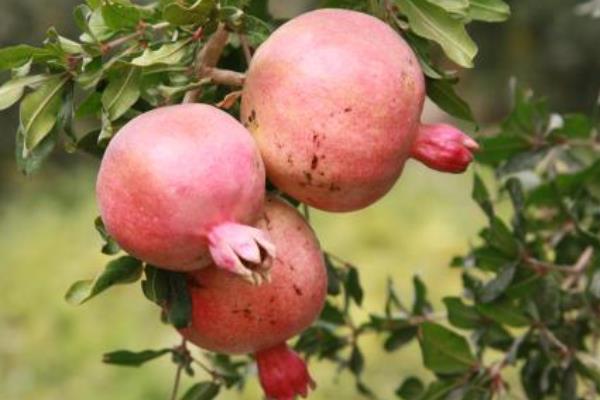 新疆特色种植品种有哪些?一年四季都有好吃的干鲜瓜果