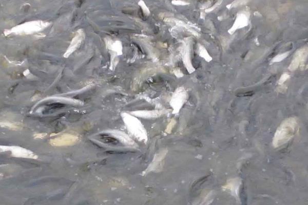 养鱼利润和成本计算,鲢鱼混养亩利润可观