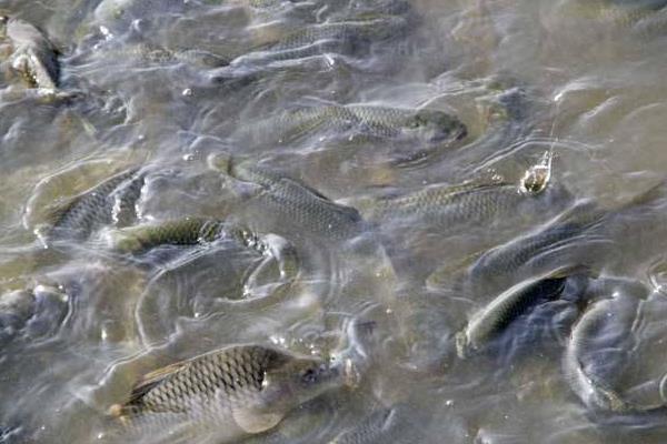 养鱼利润和成本计算,鲢鱼混养亩利润可观