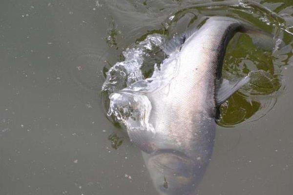 养鱼利润和成本计算,鲢鱼混养亩利润可观