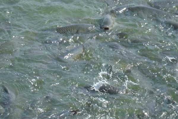 养鱼利润和成本计算,鲢鱼混养亩利润可观