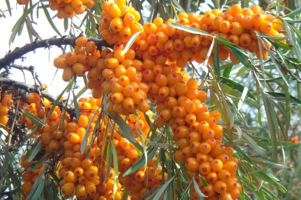 新疆特色种植品种有哪些?一年四季都有好吃的干鲜瓜果