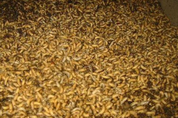 蝇蛆如何养殖?一般采用笼养不污染环境