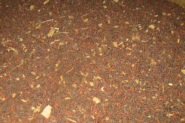 蝇蛆如何养殖?一般采用笼养不污染环境