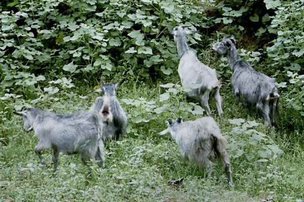 怎么养山羊?山羊养殖技术与注意事项