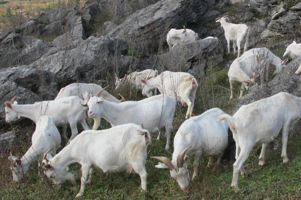 怎么养山羊?山羊养殖技术与注意事项