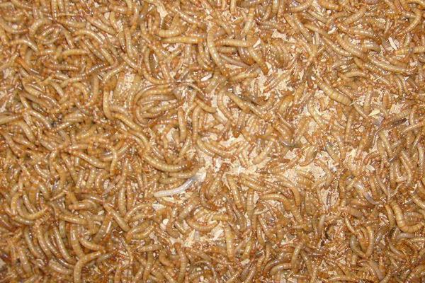 蝇蛆如何养殖?一般采用笼养不污染环境