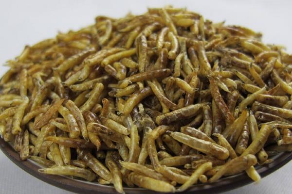 蝇蛆如何养殖?一般采用笼养不污染环境