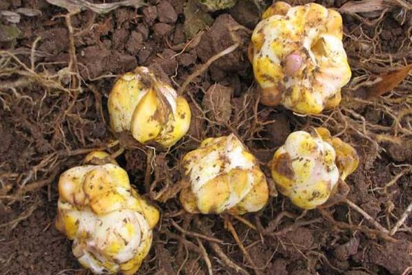 盆栽百合花怎么养?百合花盆栽种植方法