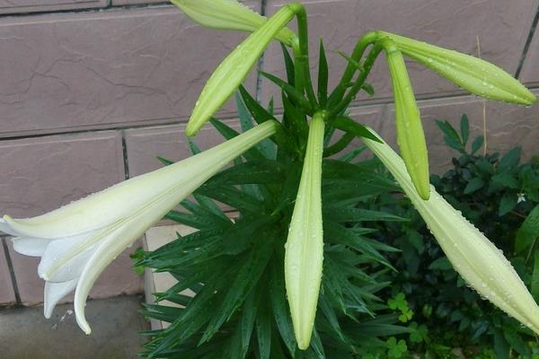 盆栽百合花怎么养?百合花盆栽种植方法