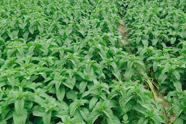 薄荷的种植方法和时间，根据当地环境及种植方式决定时间