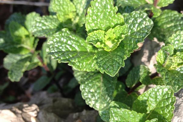 薄荷的种植方法和时间，根据当地环境及种植方式决定时间