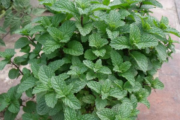 薄荷的种植方法和时间，根据当地环境及种植方式决定时间