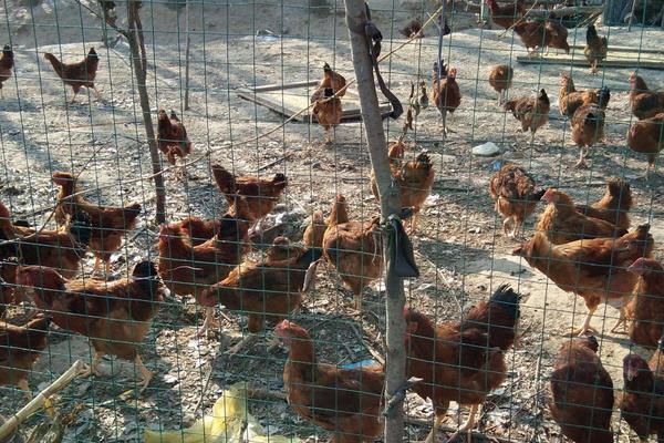 怎样预防鸡瘟?5种常见的鸡病预防方法