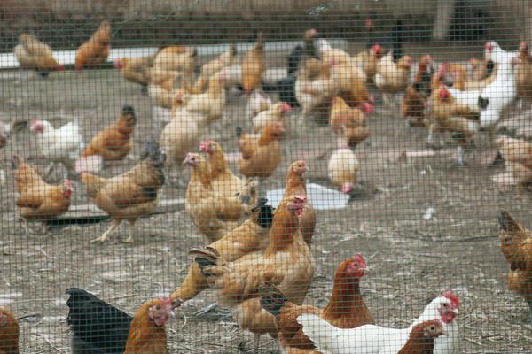 怎样预防鸡瘟?5种常见的鸡病预防方法