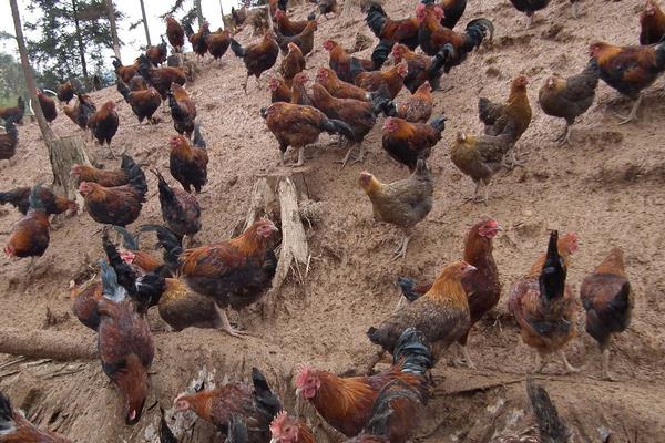 怎样预防鸡瘟?5种常见的鸡病预防方法