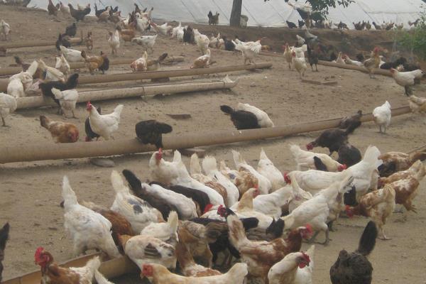 怎样预防鸡瘟?5种常见的鸡病预防方法