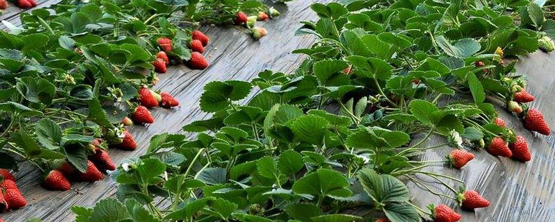 尿素对草莓的作用，正确使用尿素有助于提高品质和产量