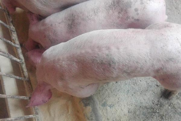 怎样预防非洲猪瘟?定期给猪群及猪舍杀毒