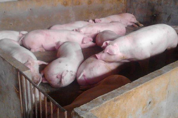 怎样预防非洲猪瘟?定期给猪群及猪舍杀毒