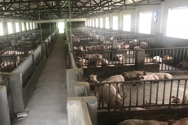 怎样预防非洲猪瘟?定期给猪群及猪舍杀毒