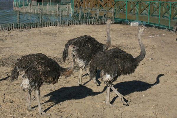 养鸸鹋挣钱吗?目前市场较为空白,利润与风险并存