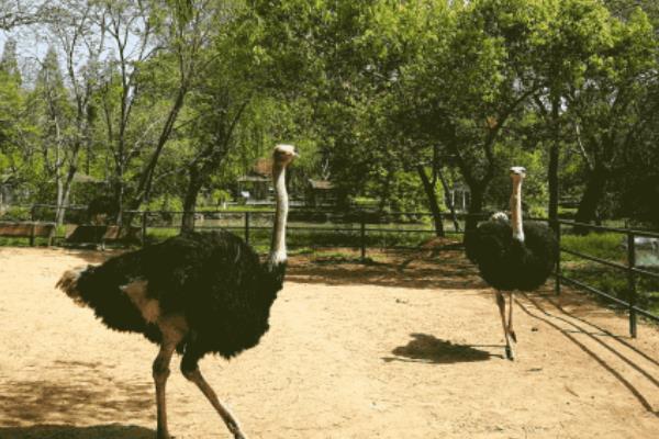 养鸸鹋挣钱吗?目前市场较为空白,利润与风险并存